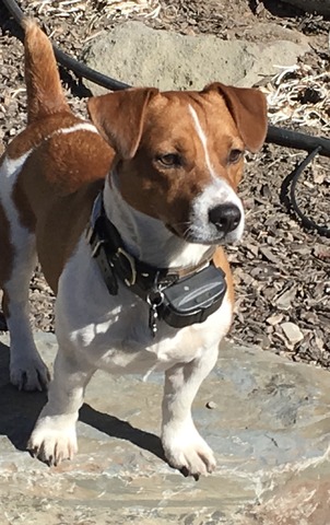 dragonheart jack russell