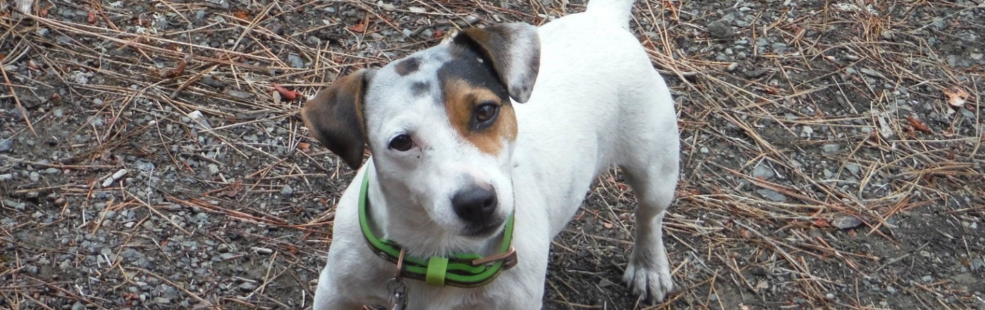 dragonheart jack russell