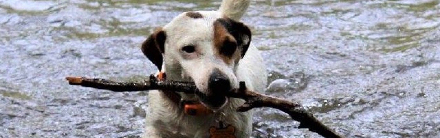 dragonheart jack russell