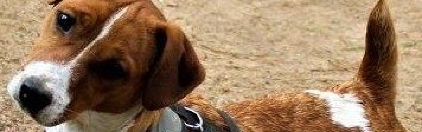 dragonheart jack russell