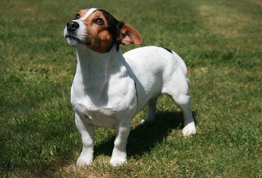dragonheart jack russell